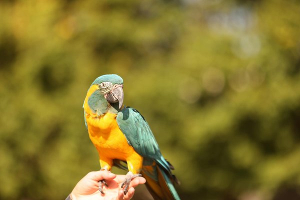 Assurance animaux 2025 : protégez votre compagnon à quatre pattes !