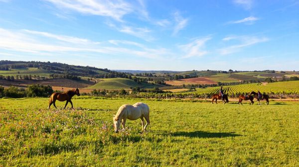 Activités équestres diversifiées pour cavaliers à Ambérieux-en-Dombes